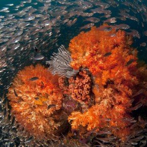 Il cuore dell'oceano, piccoli pesci vetro danzano intorno ad alcionari arancioni. La loro strategia é : inseme si è più sicuri