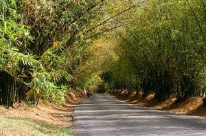 Bamboo Avenue Jamaica