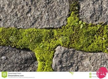 http://www.dreamstime.com/royalty-free-stock-images-moss-growing-cobble-stones-image7156509