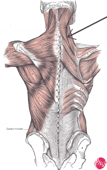 Cervical_vertebrae_lateral2