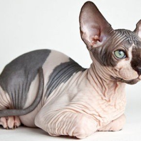 sphynx-cat-gatto-senza-pelo-razza