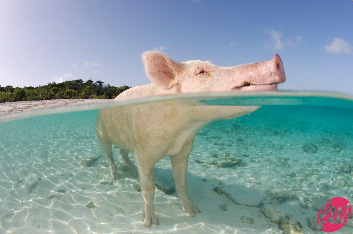 swimming pig