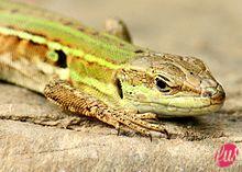 220px-2013_Lizard_Firenza_02