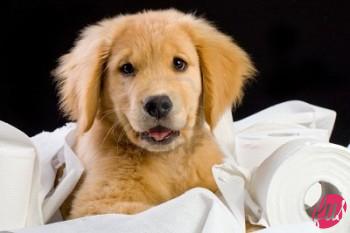 f1233-10741411-soffici-golden-retriever-cucciolo-cane-casa-addestrato-con-carta-igienica