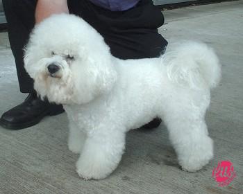 Bichon_Frise_600