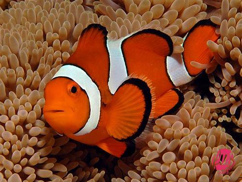 pesce-pagliaccio