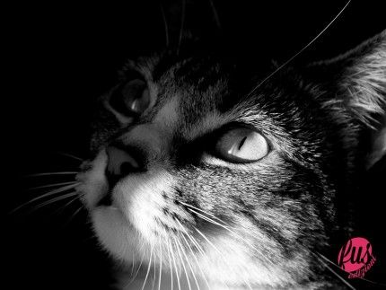 gatto-foto-in-bianco-e-nero-468164