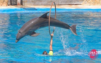 delfino-salta-dolphin