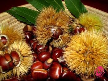 castagne_1398175048_1398703301