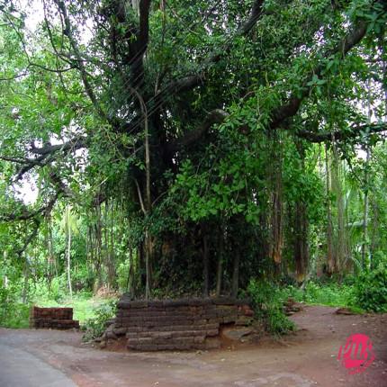 Delhi trees