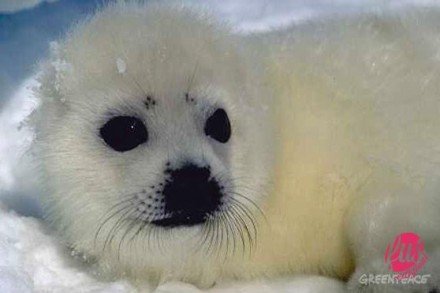 foca-canada