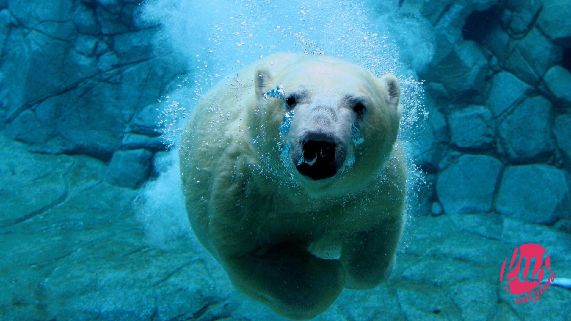 maksimere ring sådan Quel cattivo orso bianco — facciunsalto.it