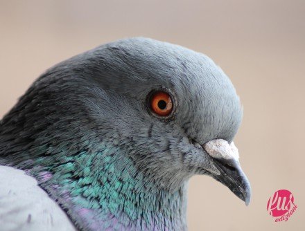 A FERAL PIGEON ('Columba livia') in Madrid (Spain).