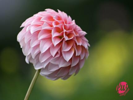 Pink_Dahlia_flower_photo_3689063119_55a9b624bd_o