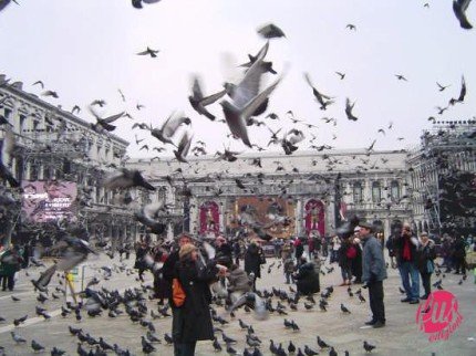 venezia e piccione