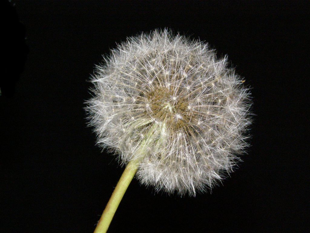 dandelion-626389_1280