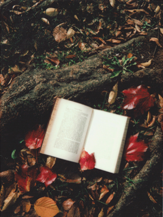 un libro aperto tra radici e fiori rossi