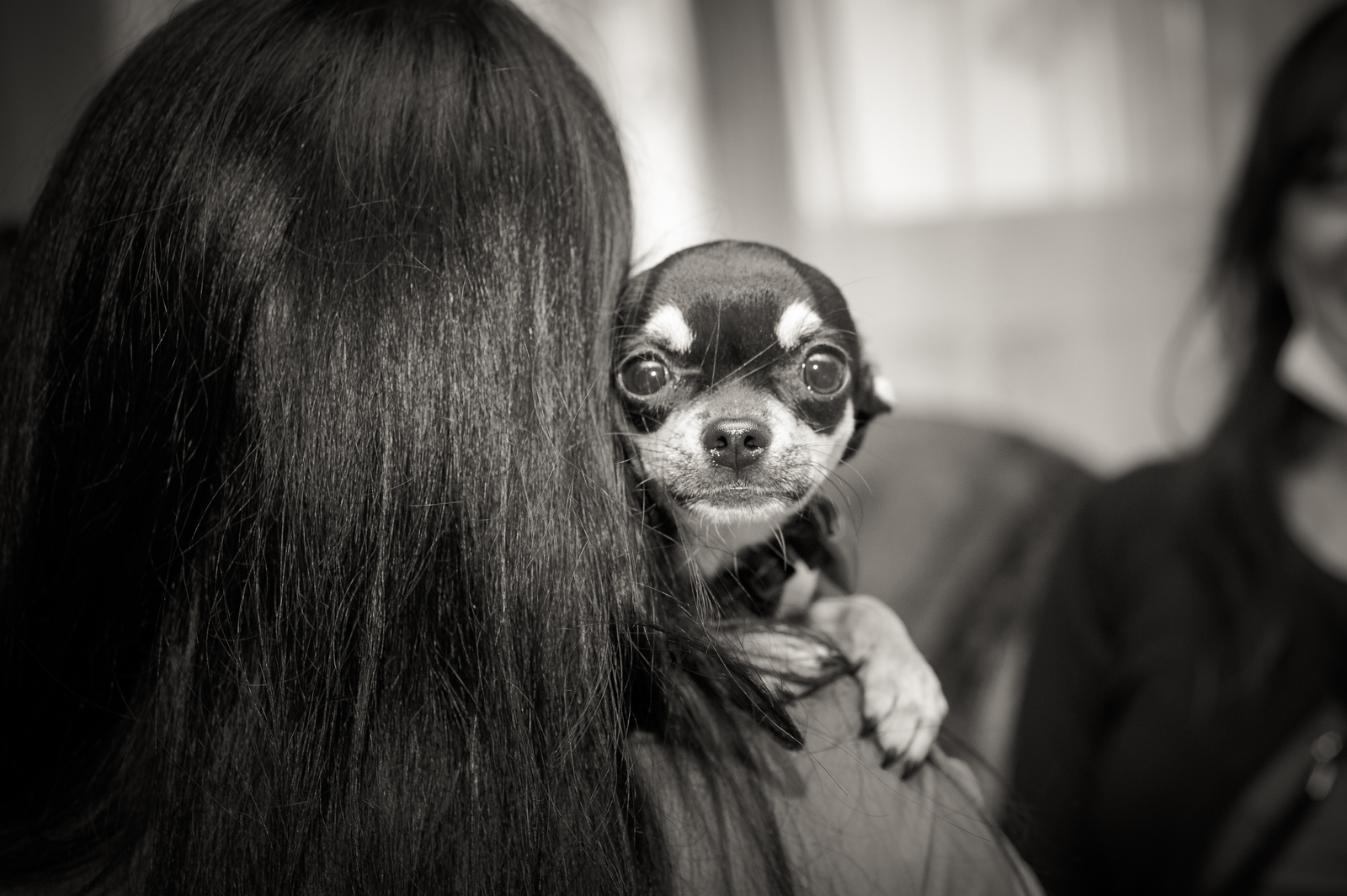 sguardo di un cane