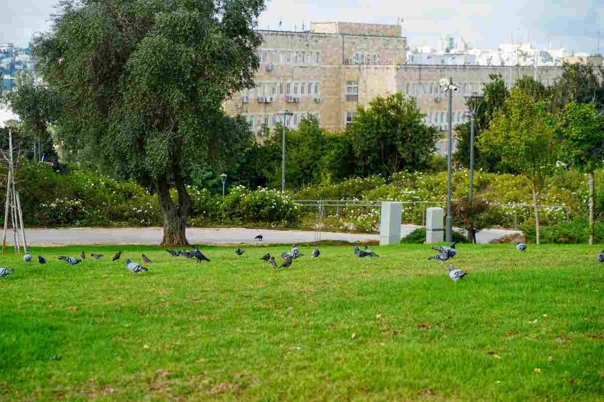 Le 5 città più verdi d'Italia